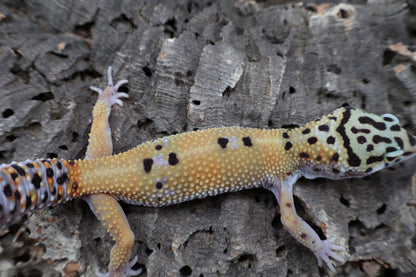 Female 100% het Cipher