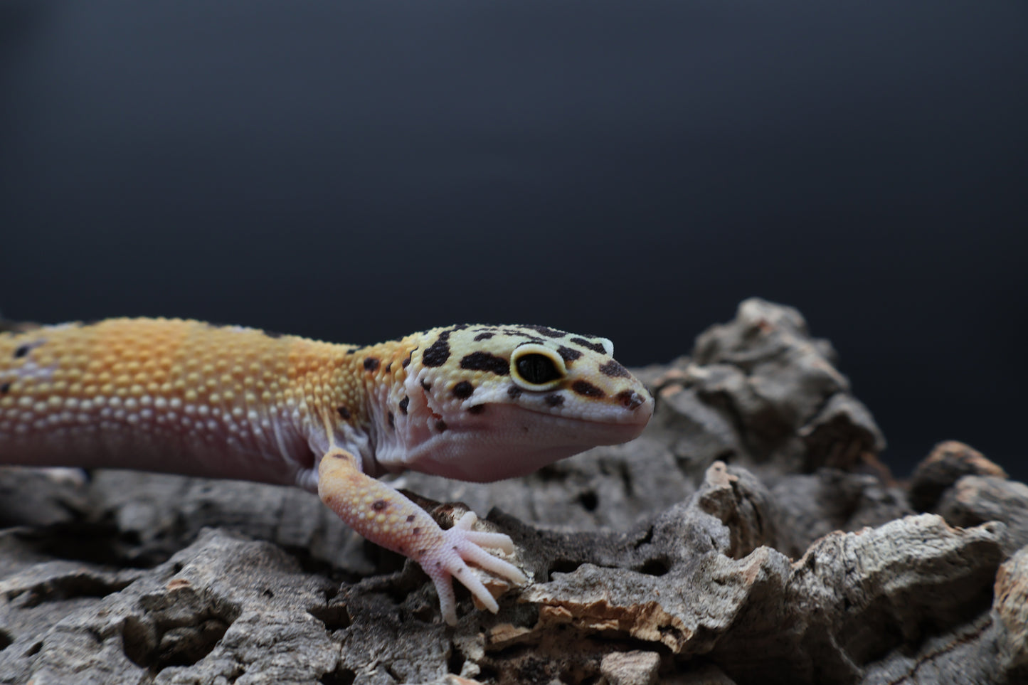 Female 100% het Cipher