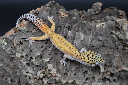 Male Cipher (solid black eyes)