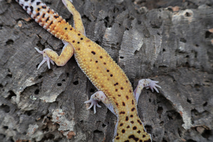 Male Cipher (solid black eyes)