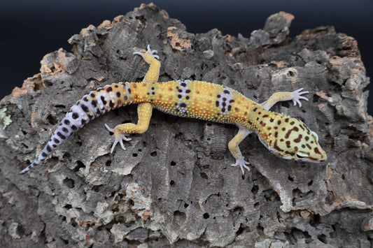 Male 100% het Cipher