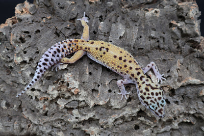 Female Cipher (solid black eyes)
