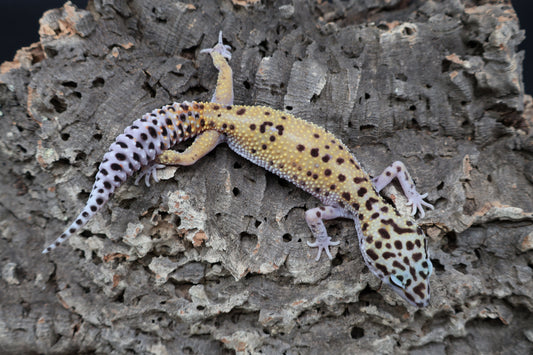Female Cipher (solid black eyes)