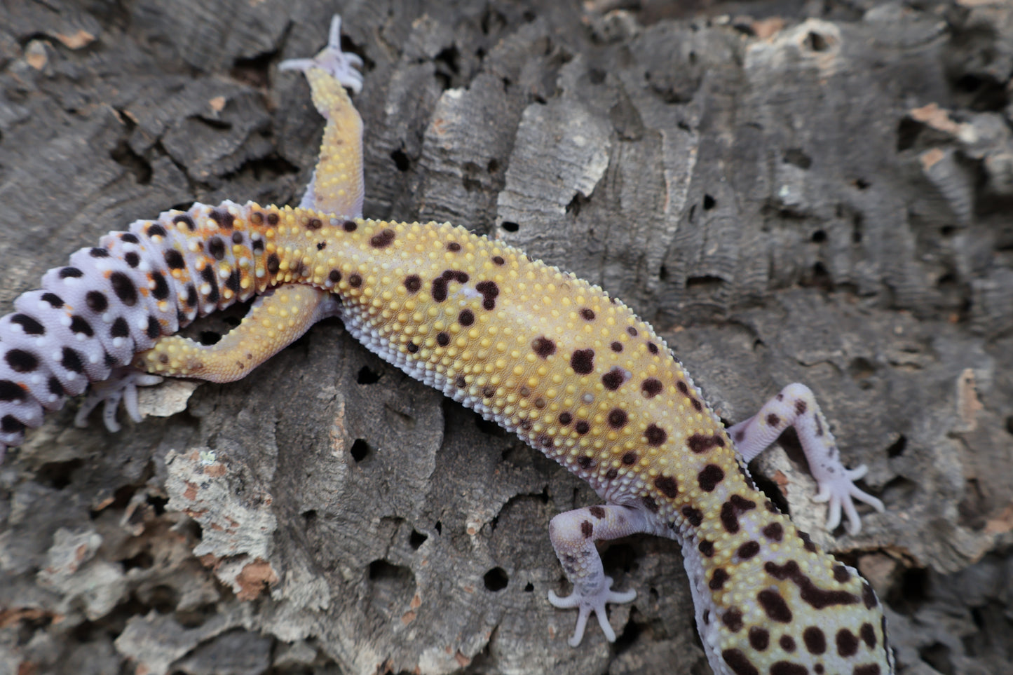 Female Cipher (solid black eyes)