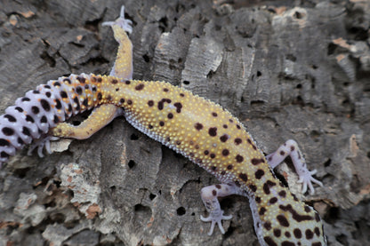 Female Cipher (solid black eyes)
