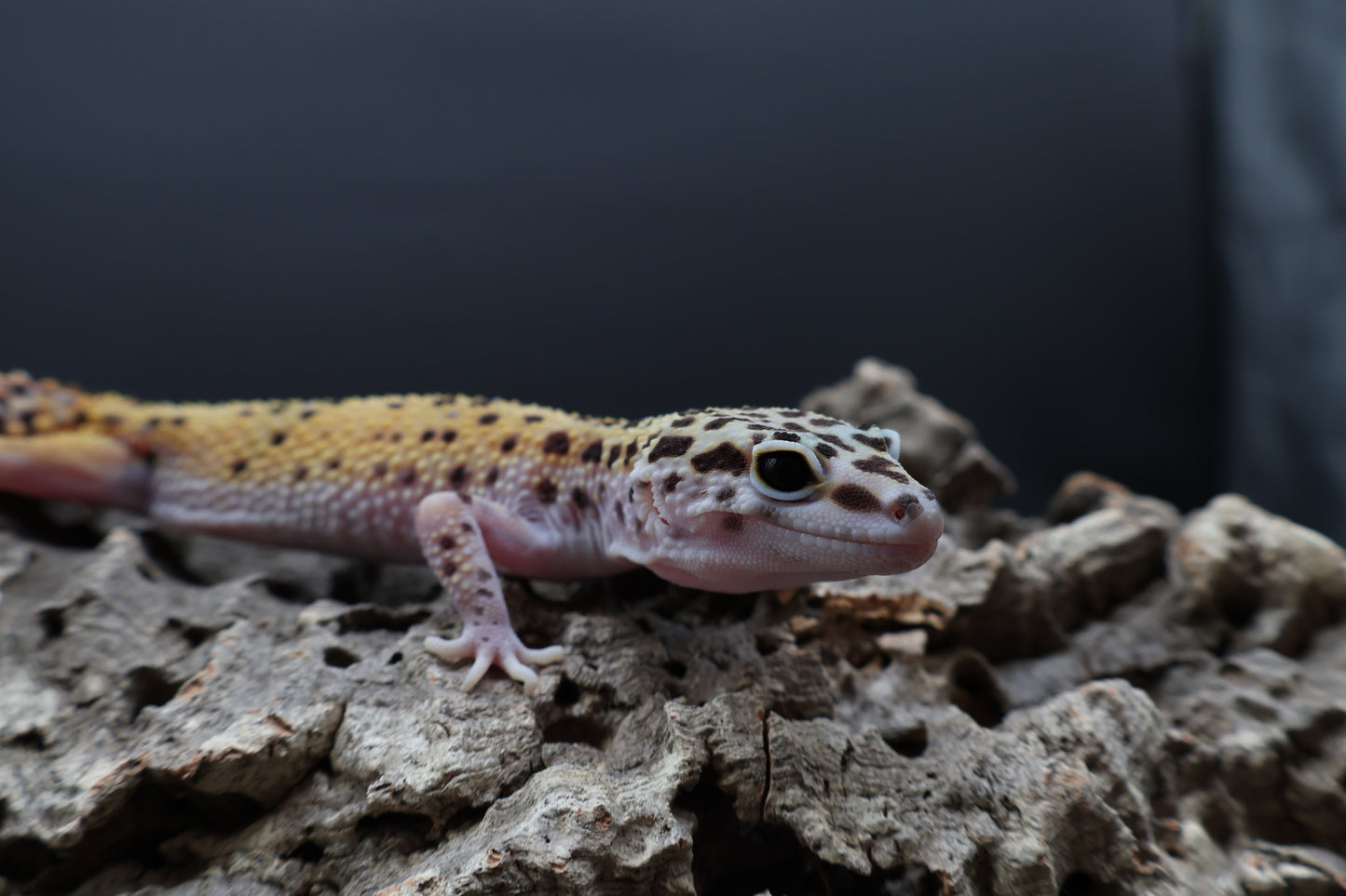 Female Cipher (solid black eyes)