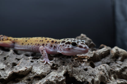 Female Cipher (solid black eyes)