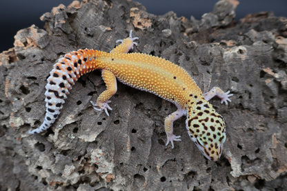 Female Tangerine Cipher (solid black eyes)