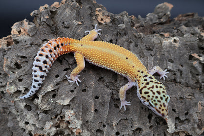 Female Tangerine Cipher (solid black eyes)