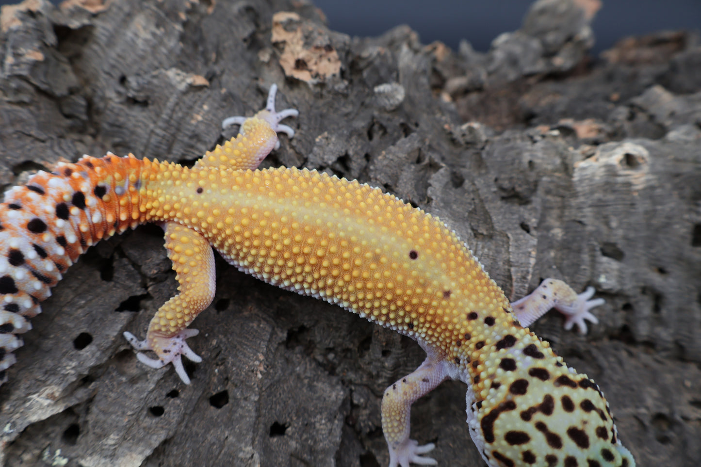 Female Tangerine Cipher (solid black eyes)