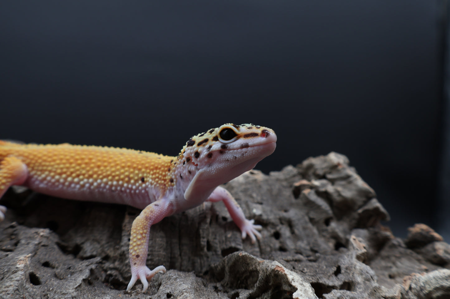 Female Tangerine Cipher (solid black eyes)