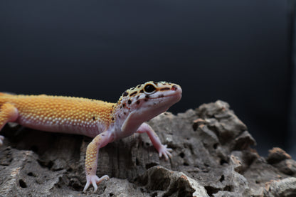 Female Tangerine Cipher (solid black eyes)