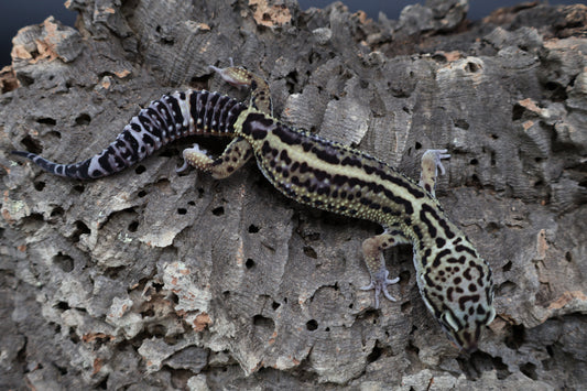 Male 75% Black Night 12.5% Afghanicus 12.5% Turcmenicus (B-Tier)