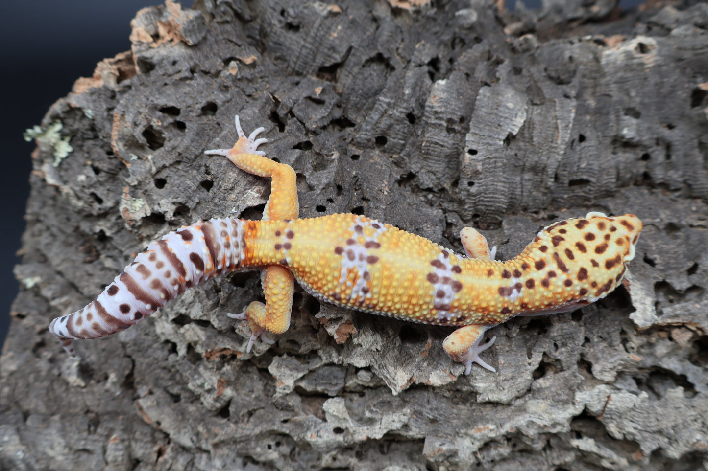 Male Tangerine Bell Albino pos. White & Yellow