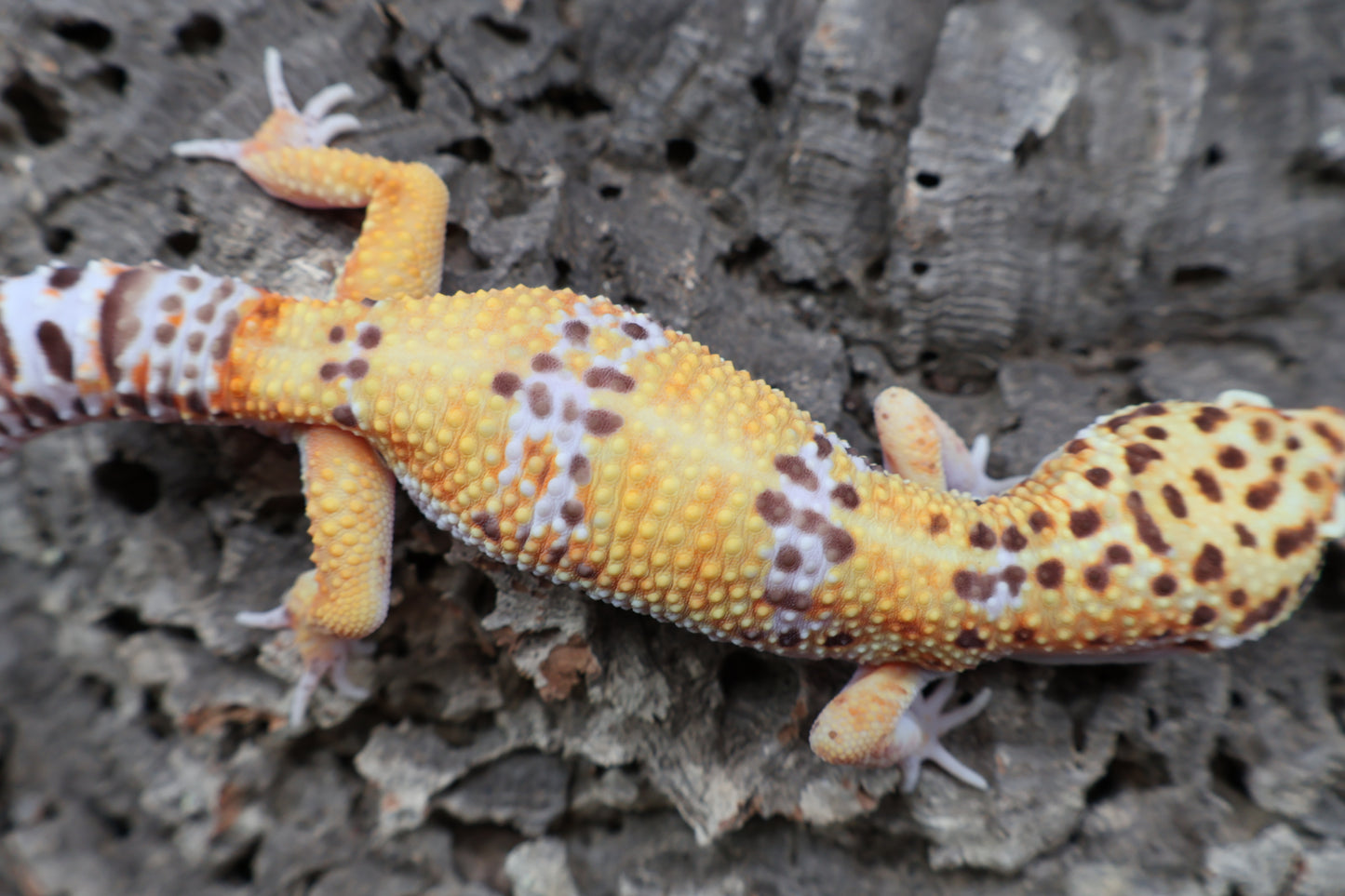 Male Tangerine Bell Albino pos. White & Yellow