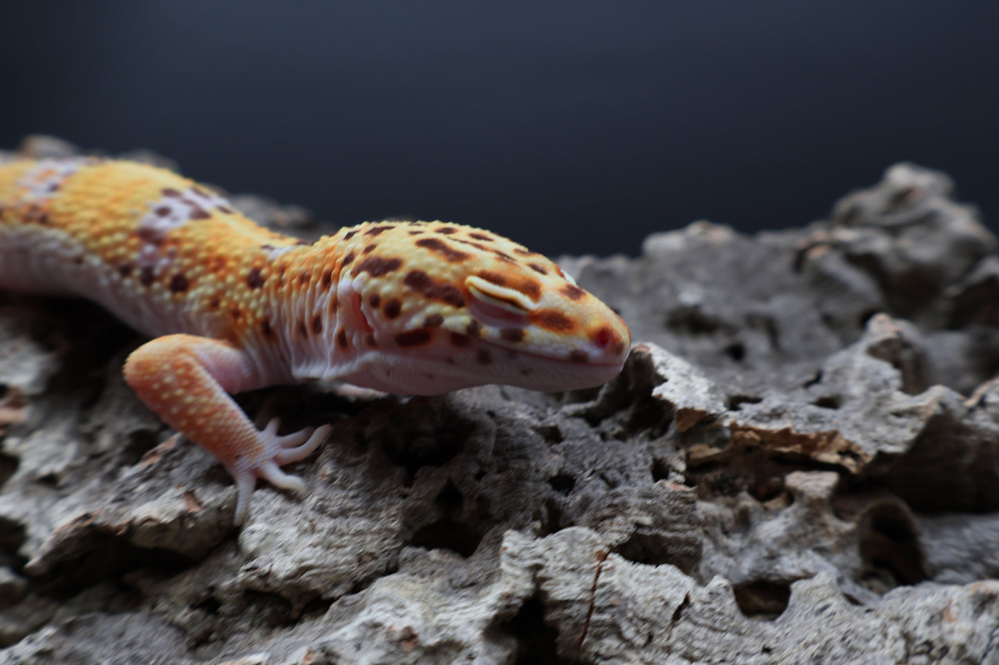 Male Tangerine Bell Albino pos. White & Yellow