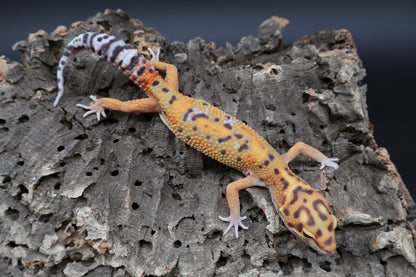 Male Tangerine Bold Emerine Jungle Owl Eyes