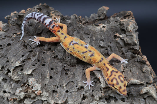 Male Tangerine Bold Emerine Jungle Owl Eyes