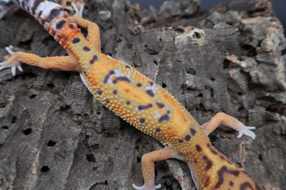 Male Tangerine Bold Emerine Jungle Owl Eyes