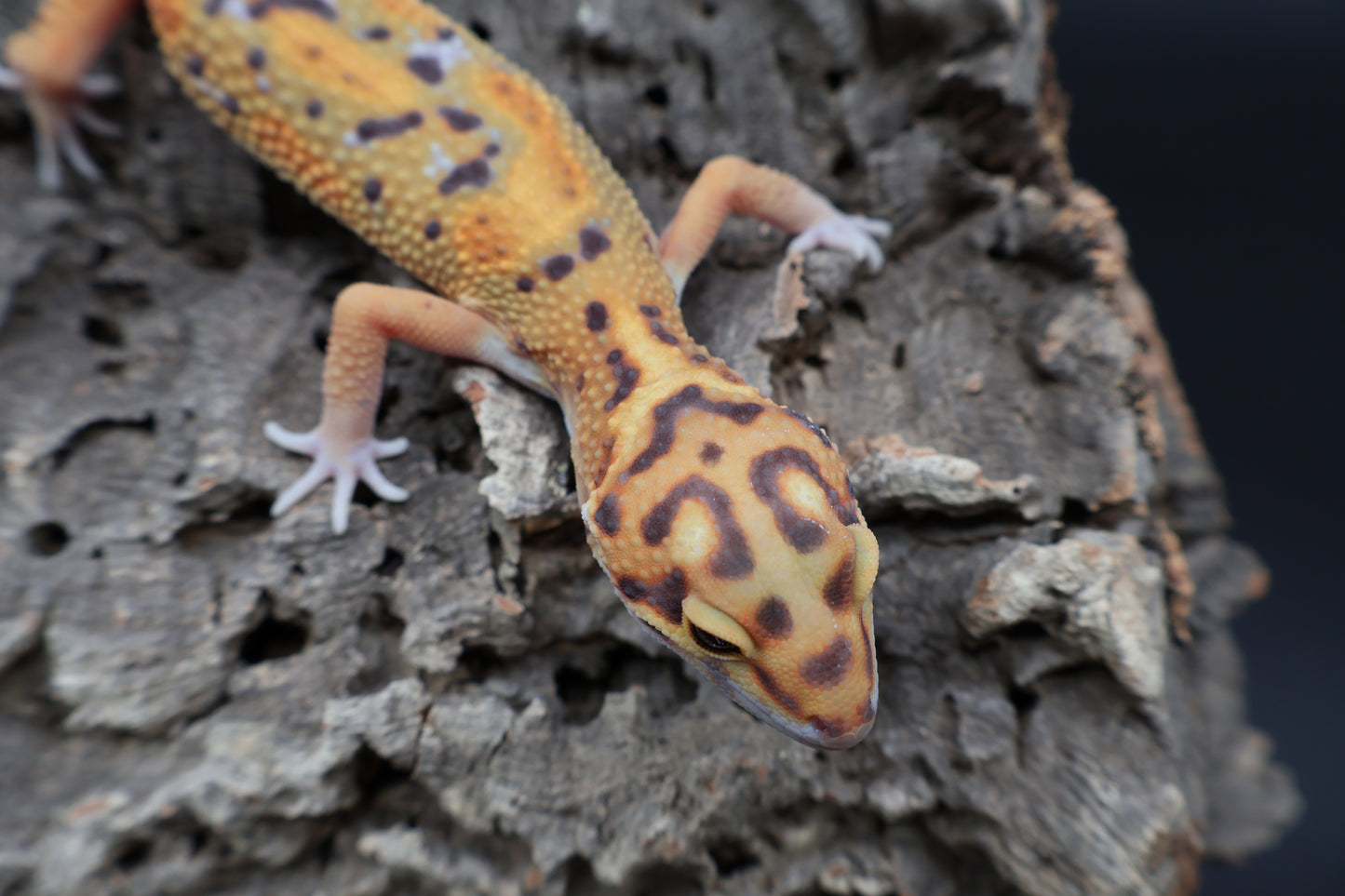 Male Tangerine Bold Emerine Jungle Owl Eyes