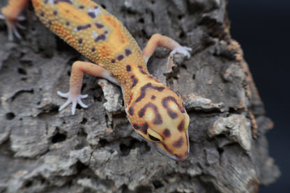 Male Tangerine Bold Emerine Jungle Owl Eyes