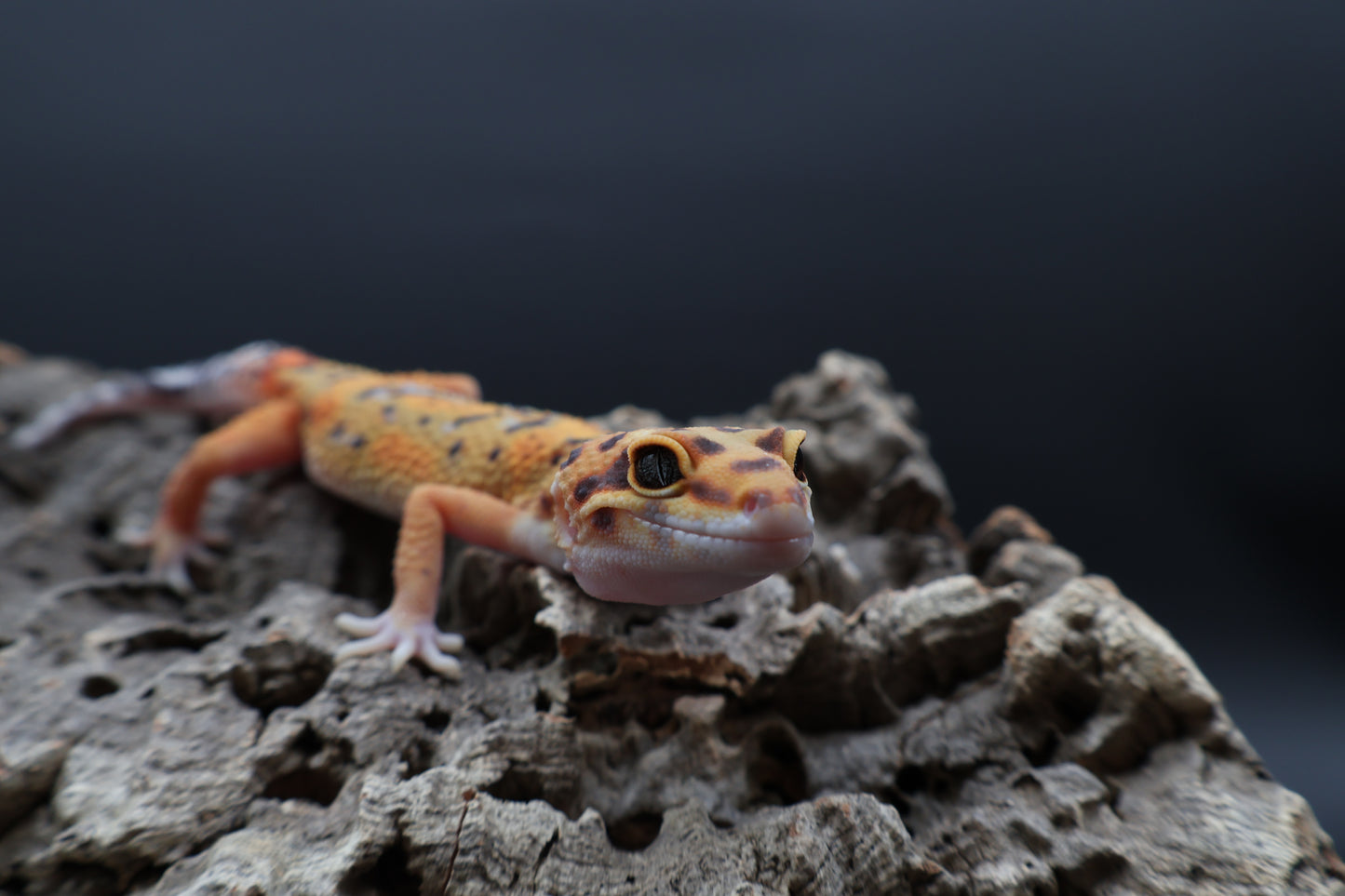 Male Tangerine Bold Emerine Jungle Owl Eyes