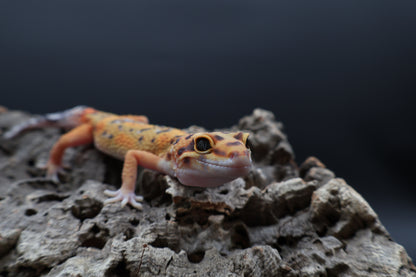 Male Tangerine Bold Emerine Jungle Owl Eyes