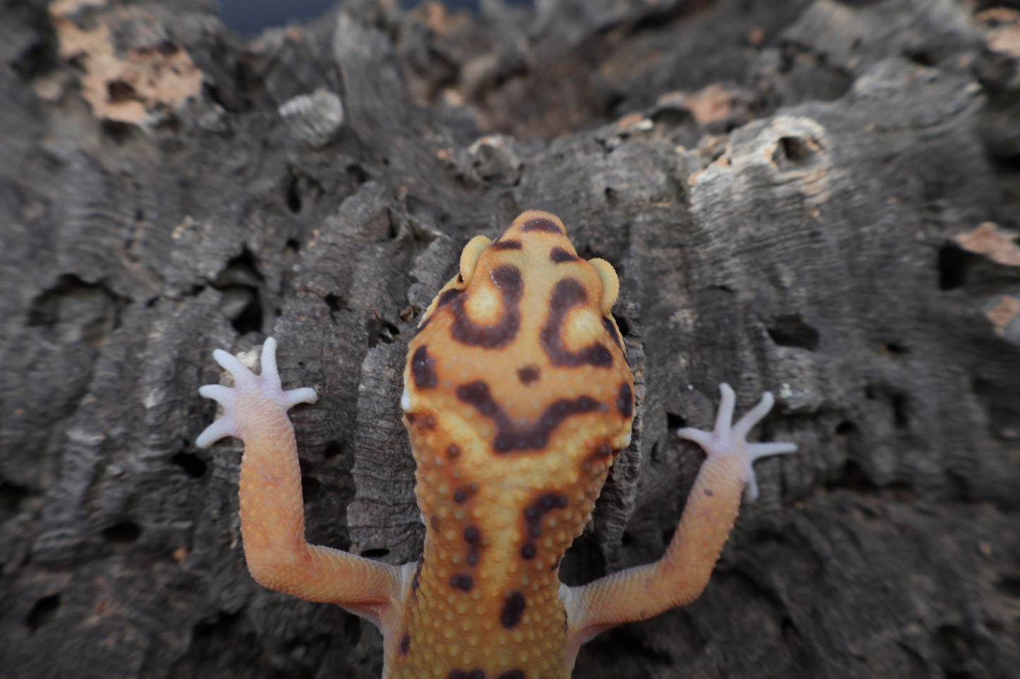 Male Tangerine Bold Emerine Jungle Owl Eyes