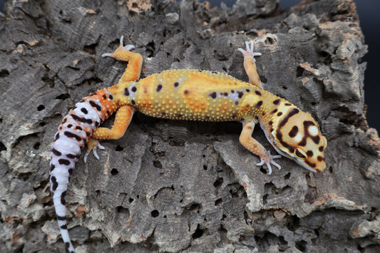 Male Bold Mandarin Extreme Jungle Owl Eyes Emerine