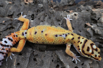 Male Bold Mandarin Extreme Jungle Owl Eyes Emerine