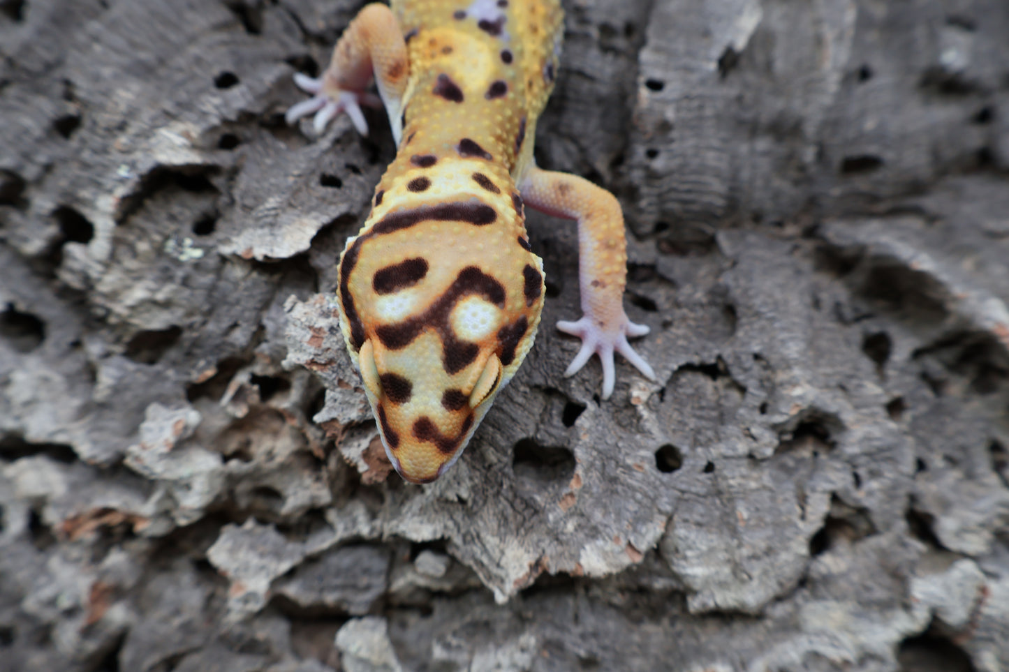 Male Bold Mandarin Extreme Jungle Owl Eyes Emerine