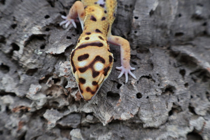 Male Bold Mandarin Extreme Jungle Owl Eyes Emerine