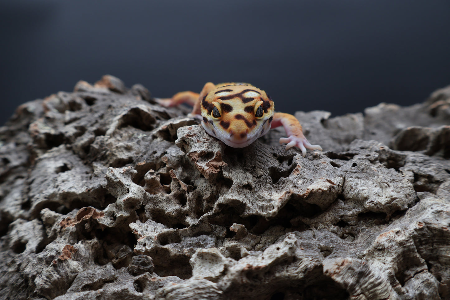 Male Bold Mandarin Extreme Jungle Owl Eyes Emerine
