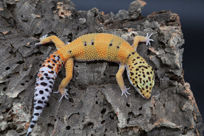 Male Tangerine Emerine 100% het Cipher