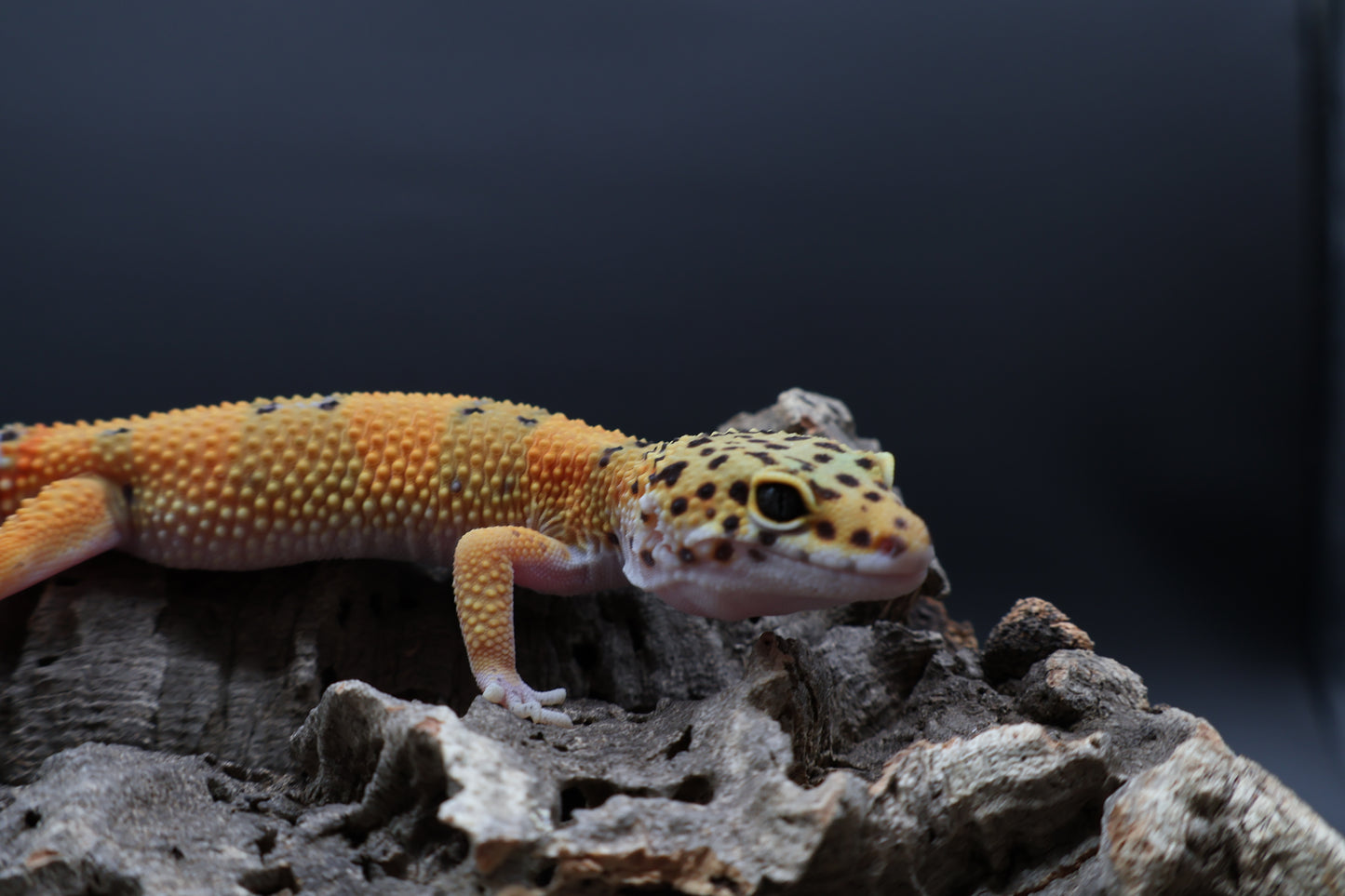 Male Tangerine Emerine 100% het Cipher