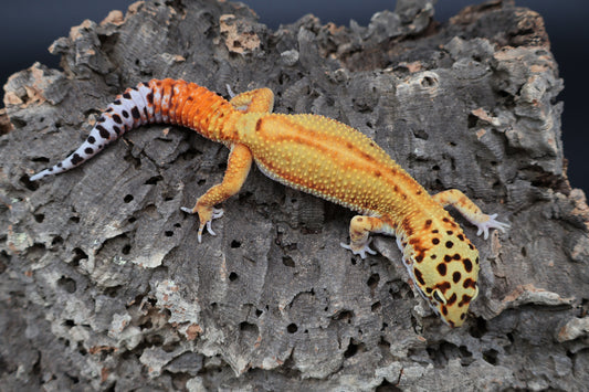 Male Clown Blood Red Strip Emerine