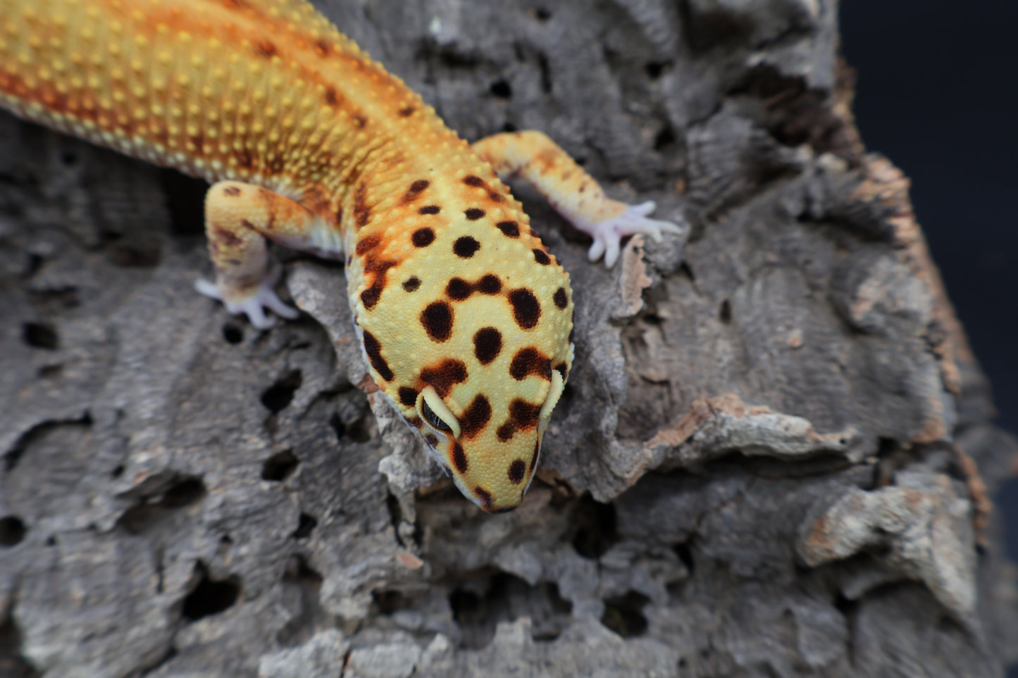 Male Clown Blood Red Strip Emerine