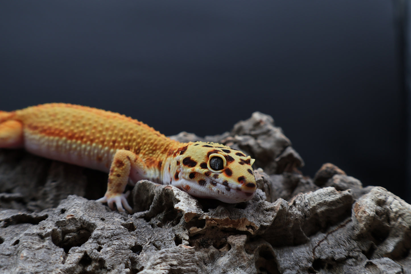 Male Clown Blood Red Strip Emerine