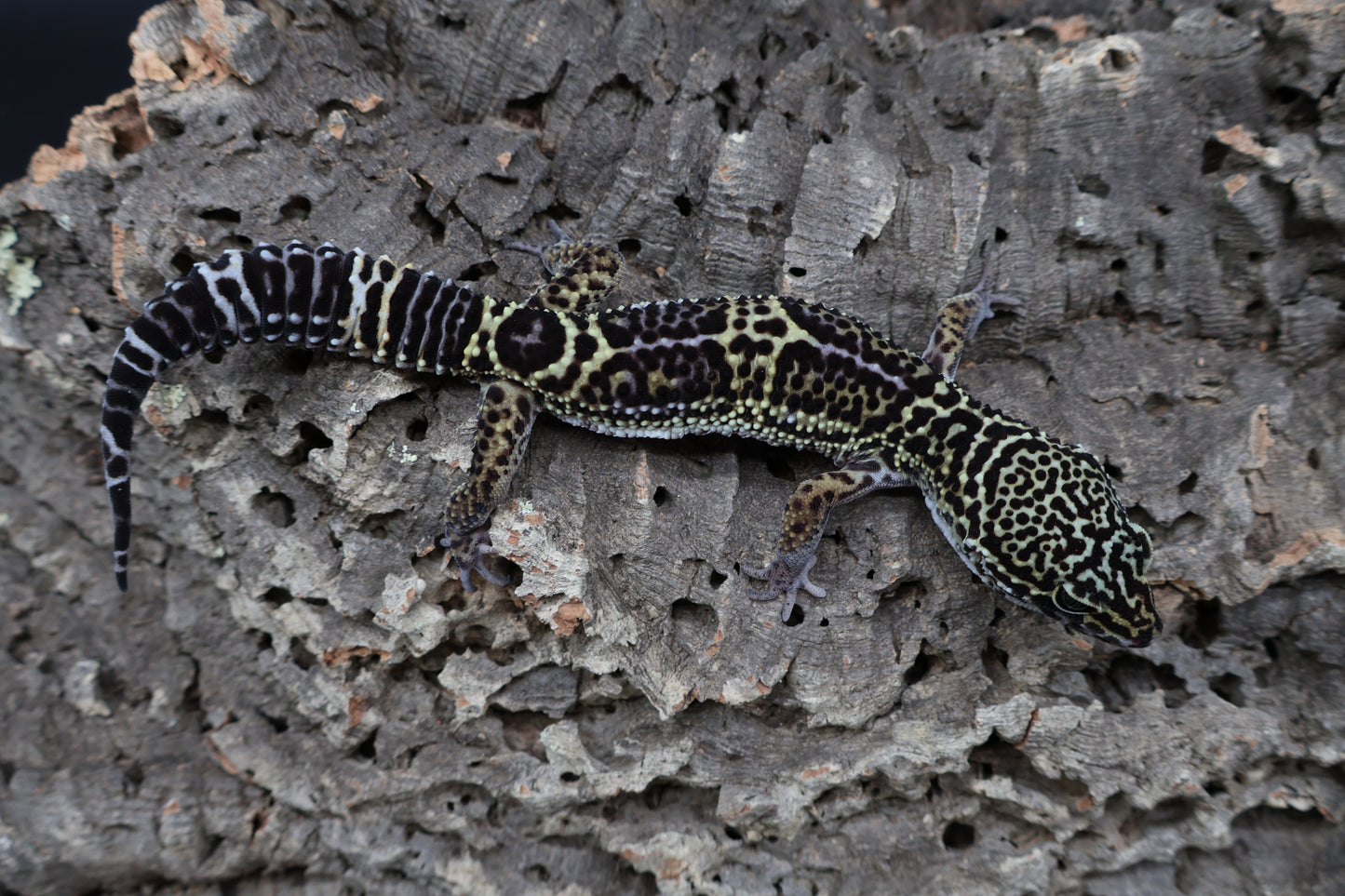 Male 75% Black Night 12.5% Afghanicus 12.5% Turcmenicus (B-Tier)