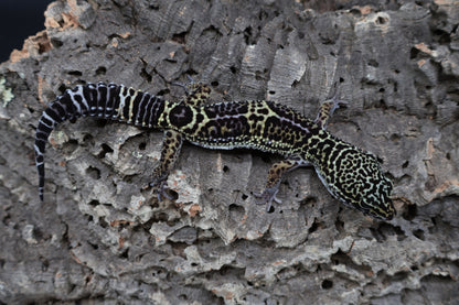 Male 75% Black Night 12.5% Afghanicus 12.5% Turcmenicus (B-Tier)