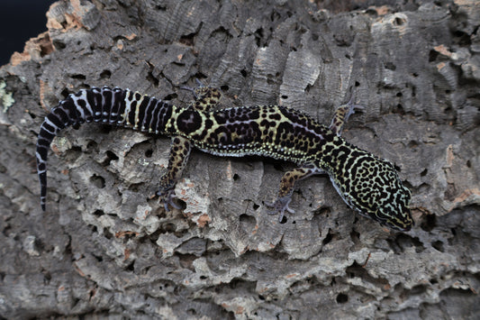 Male 75% Black Night 12.5% Afghanicus 12.5% Turcmenicus (B-Tier)