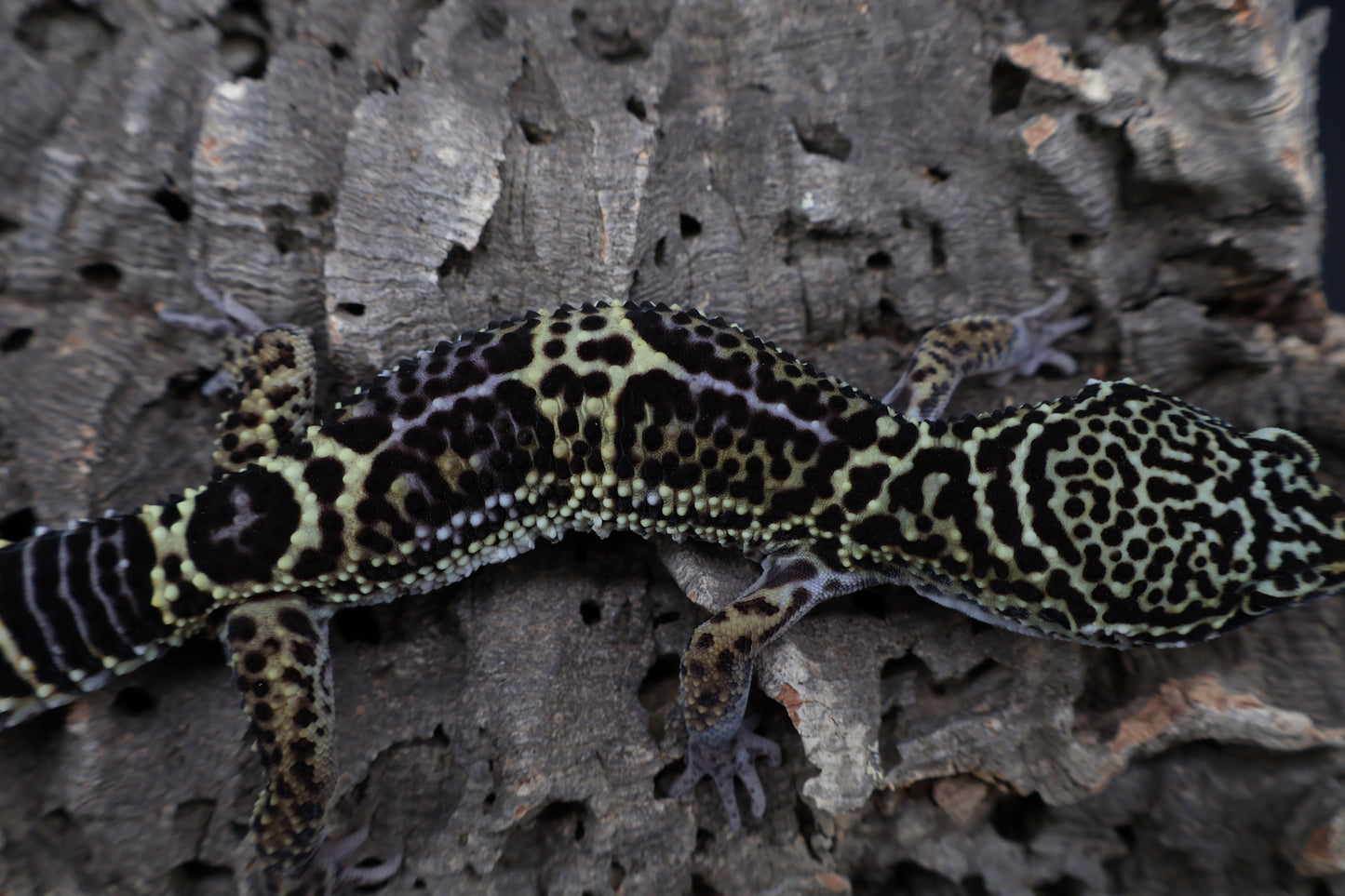 Male 75% Black Night 12.5% Afghanicus 12.5% Turcmenicus (B-Tier)