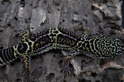 Male 75% Black Night 12.5% Afghanicus 12.5% Turcmenicus (B-Tier)