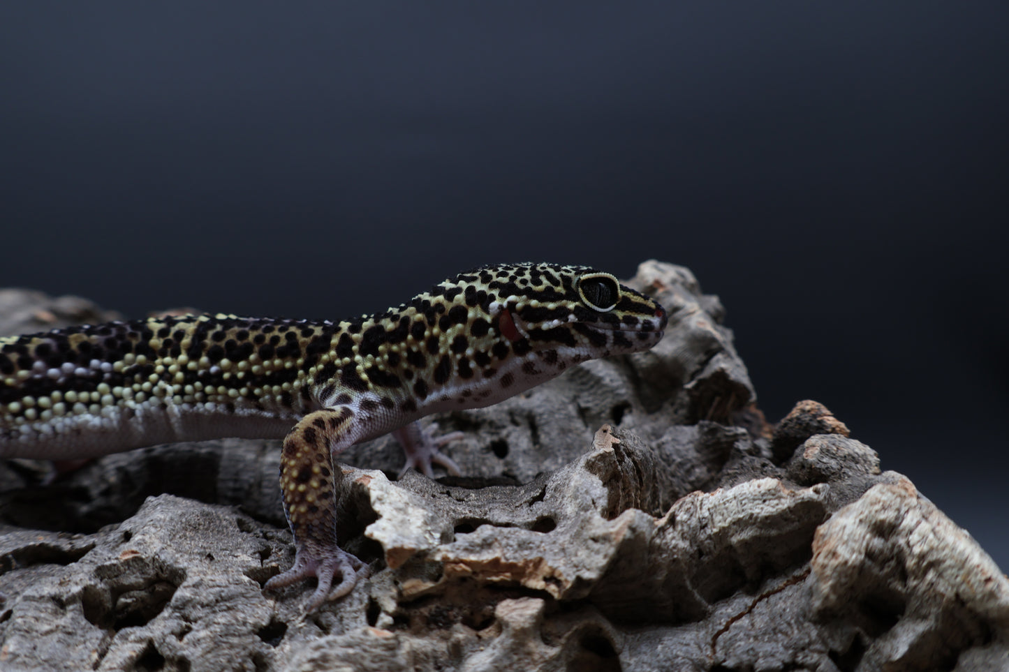 Male 75% Black Night 12.5% Afghanicus 12.5% Turcmenicus (B-Tier)