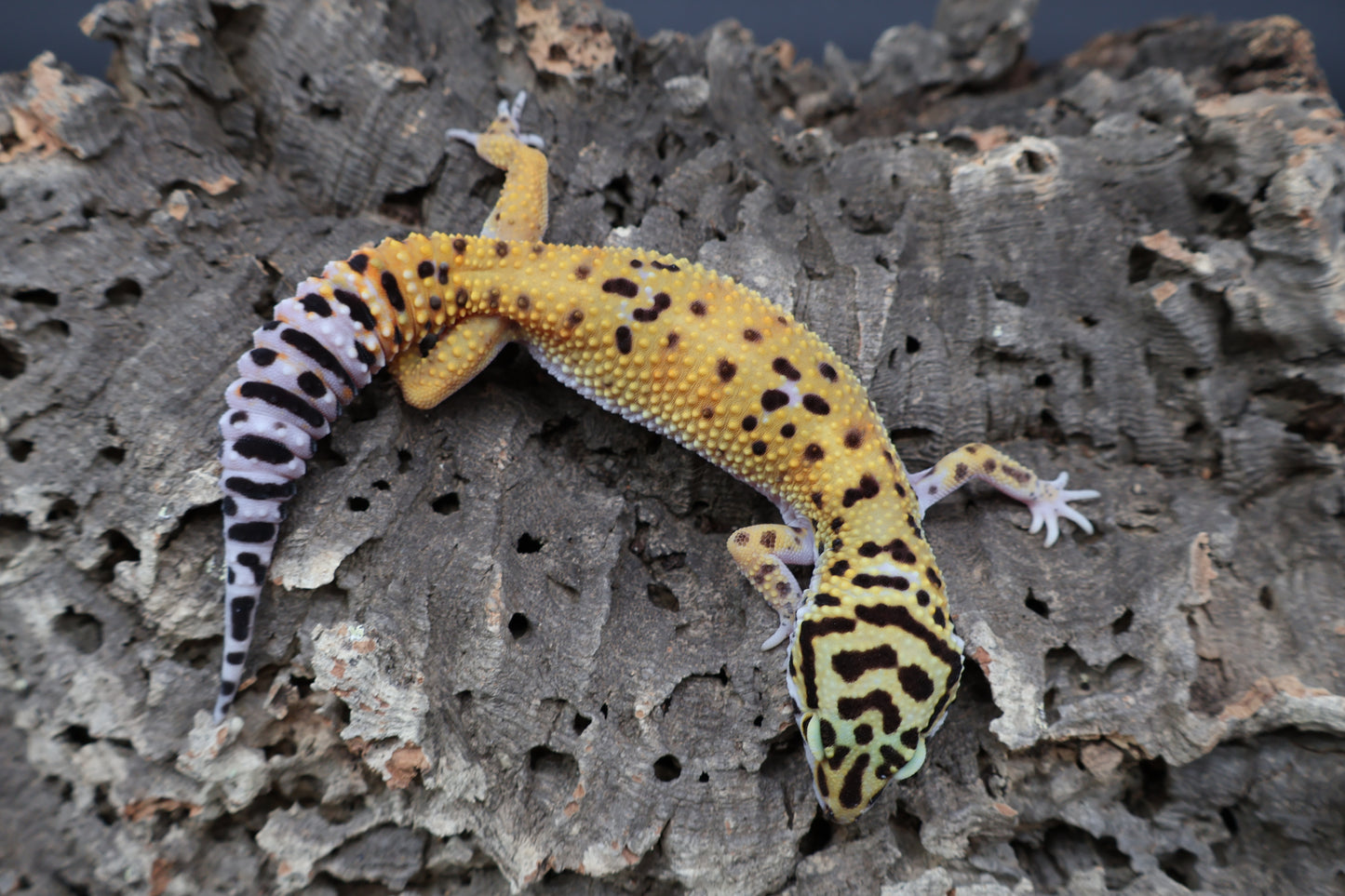 Female Tangerine Emerine 100% het Cipher
