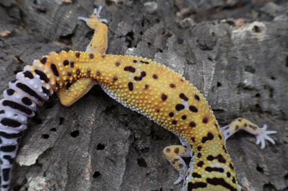 Female Tangerine Emerine 100% het Cipher