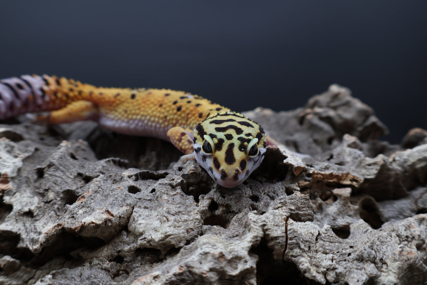 Female Tangerine Emerine 100% het Cipher