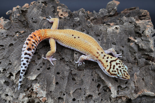 Male Tangerine Cipher (solid black eyes)