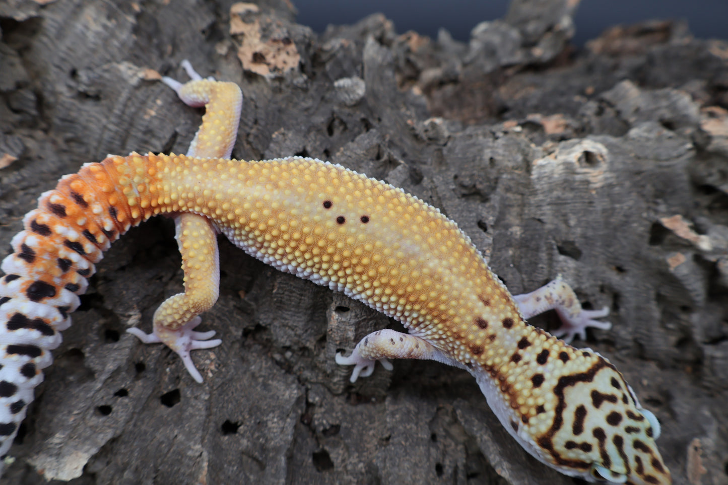 Male Tangerine Cipher (solid black eyes)