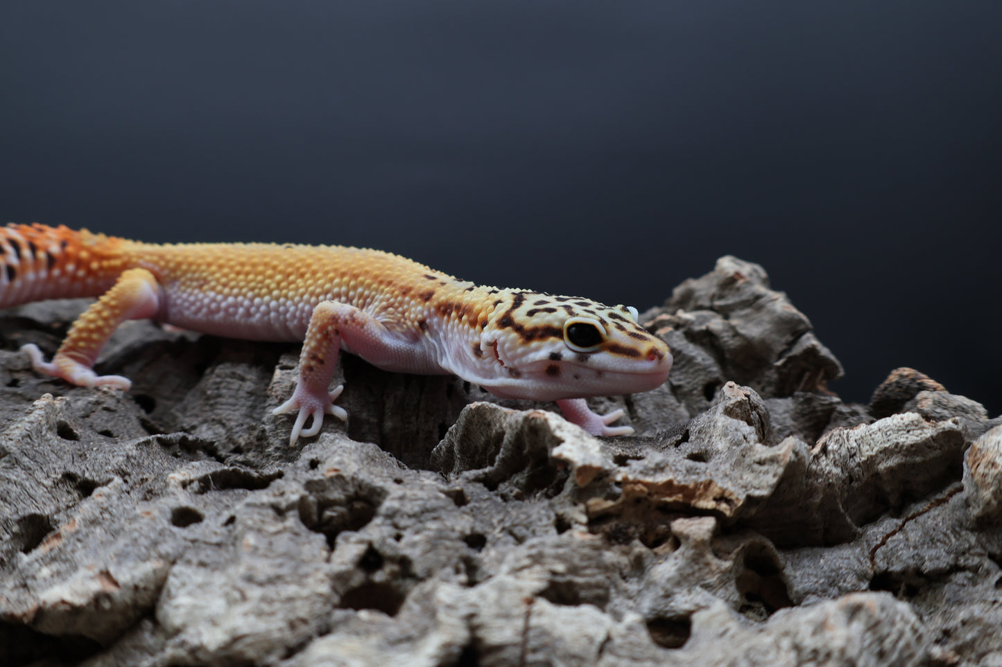 Male Tangerine Cipher (solid black eyes)